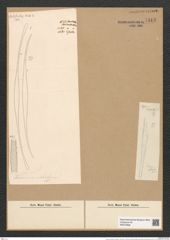Toxarium rostratum Hantzsch. (de-Toni-Nr.: Genus 69, Species 2688) Zeichnungen Sammlung Grunow Nr. 5513 (NHMW-BOT-W0373958)